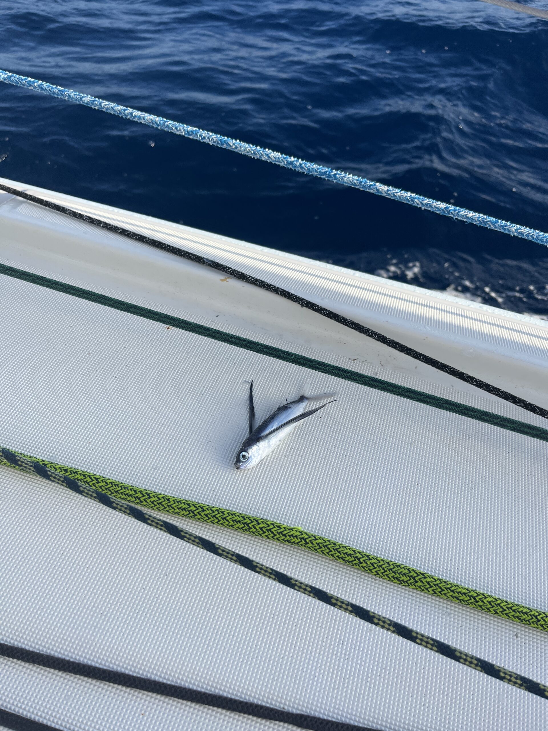 20260504 – SOS PREMA 3